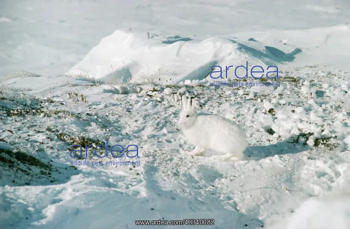 : Arctic Hare : Arctic Hare