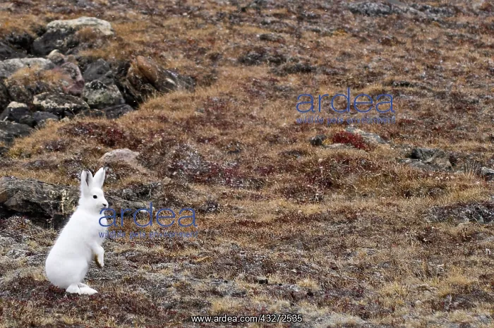 : Arctic hare (Lepus articus) Franz Joseph : Arctic hare (Lepus articus) Franz Joseph