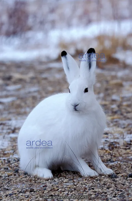 : Arctic Hare sitting in arctic tundra : Arctic Hare sitting in arctic tundra