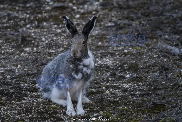 : Arctic Hare sitting in the tundra - Arctic Hare : Arctic Hare sitting in the tundra - Arctic Hare