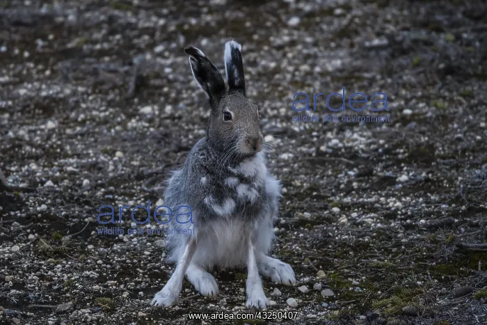 : Arctic Hare sitting in the tundra - Arctic Hare : Arctic Hare sitting in the tundra - Arctic Hare