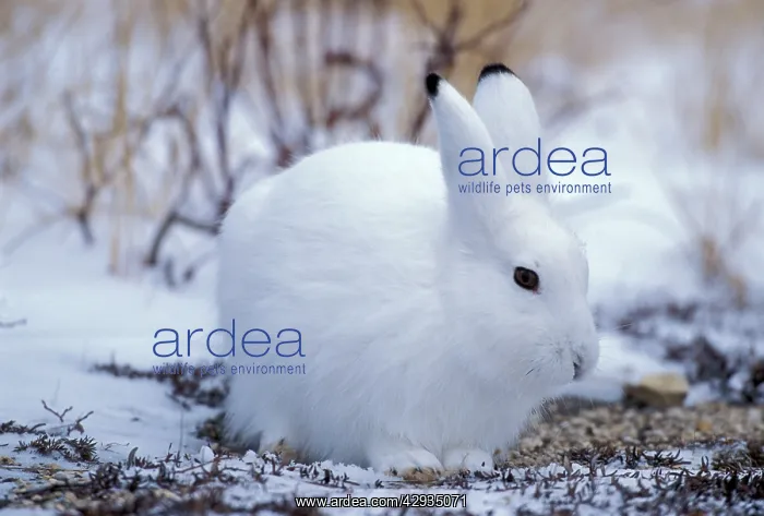: Arctic Hare sitting in tundra, in snow : Arctic Hare sitting in tundra, in snow