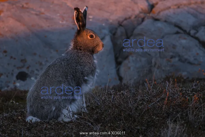 : Arctic Hare sitting in the tundra at sunset - Arctic : Arctic Hare sitting in the tundra at sunset - Arctic