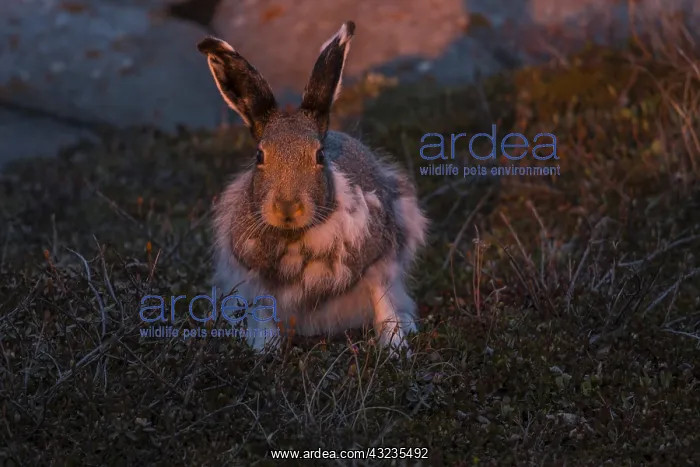 : Arctic Hare sitting in the tundra at sunset - Arctic : Arctic Hare sitting in the tundra at sunset - Arctic