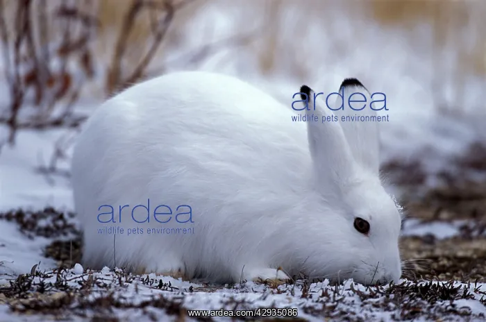 : Arctic Hare in tundra, eating : Arctic Hare in tundra, eating