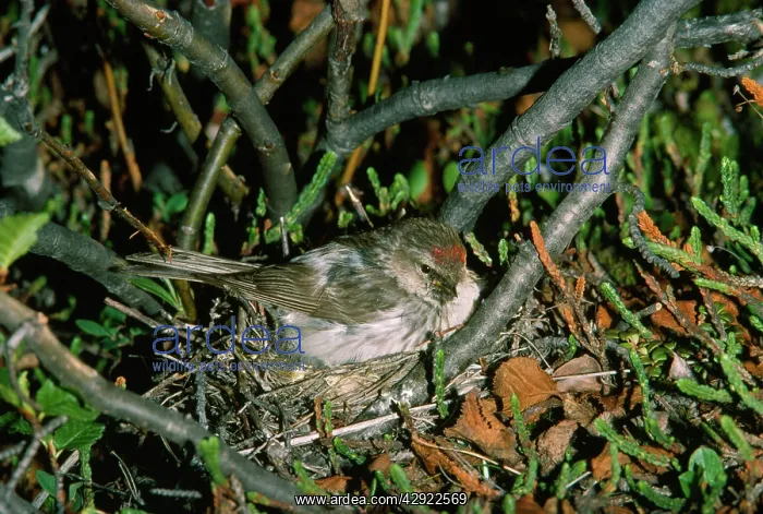  : Arctic  /  Hoary Redpoll - female at nest