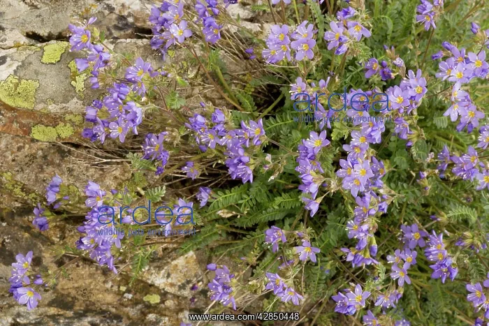 : An arctic Jacob's Ladder : An arctic Jacob's Ladder