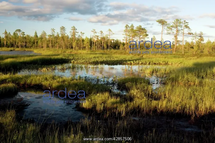  : Arctic landscape - bog, lake and coniferous woodland