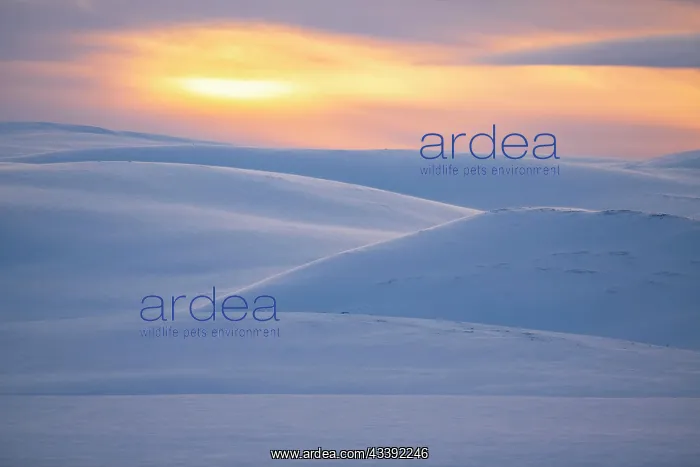 : Arctic landscape in winter, snow-covered fell landscape : Arctic landscape in winter, snow-covered fell landscape