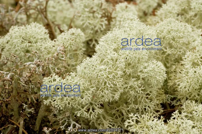 : Arctic lichen : Arctic lichen