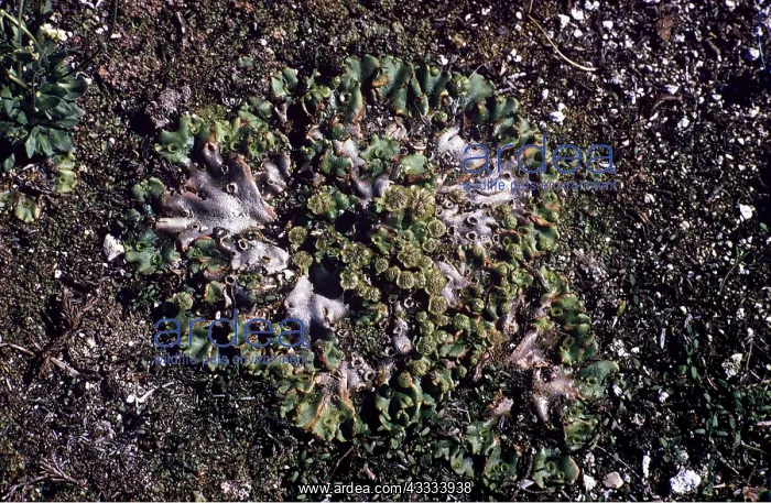: ARCTIC LIVERWORT : ARCTIC LIVERWORT