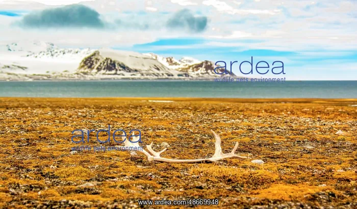 : Arctic Ocean, Svalbard Islands, Norway. Landscape view of : Arctic Ocean, Svalbard Islands, Norway. Landscape view of