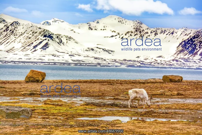: Arctic Ocean, Svalbard Islands, Norway. Landscape view of : Arctic Ocean, Svalbard Islands, Norway. Landscape view of