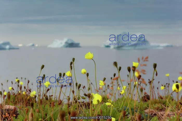 : Arctic Poppy along the coast with icebergs : Arctic Poppy along the coast with icebergs
