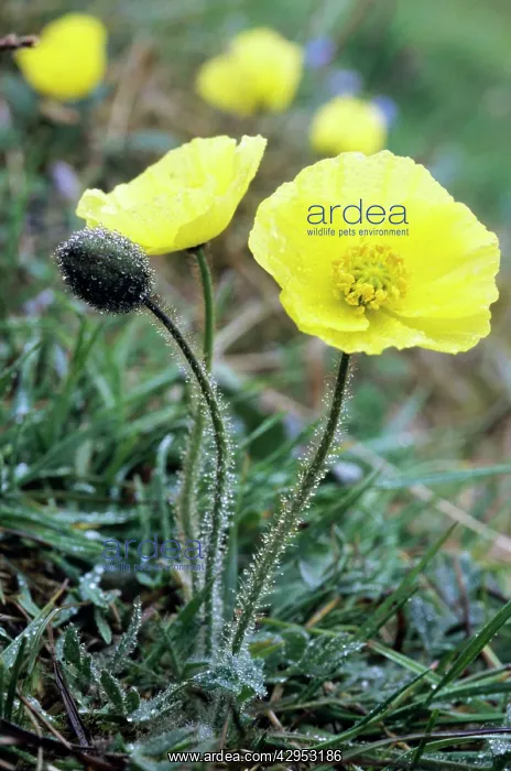 : Arctic Poppy flowering in tundra near Dikson : Arctic Poppy flowering in tundra near Dikson