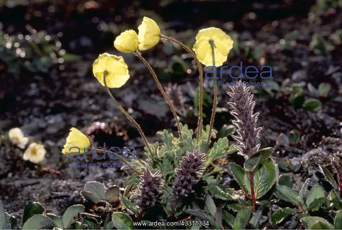 : ARCTIC POPPY - Petals act as parabolic reflectors : ARCTIC POPPY - Petals act as parabolic reflectors