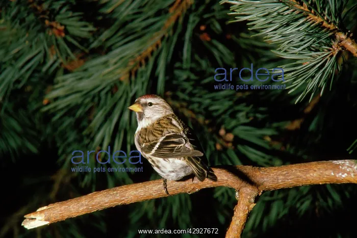  : ARCTIC REDPOLL