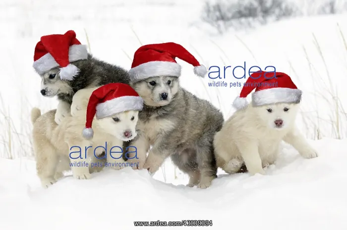 : Arctic / Siberian Husky - litter of four puppies : Arctic / Siberian Husky - litter of four puppies