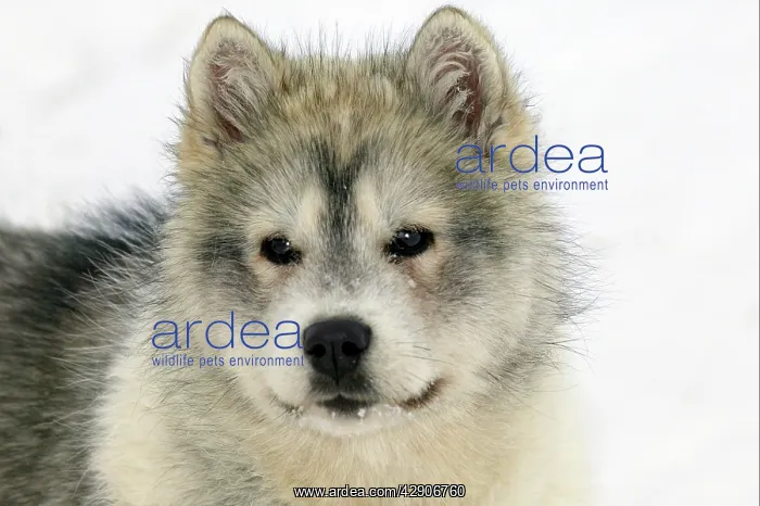 : Arctic / Siberian Husky - puppy, close-up of face : Arctic / Siberian Husky - puppy, close-up of face
