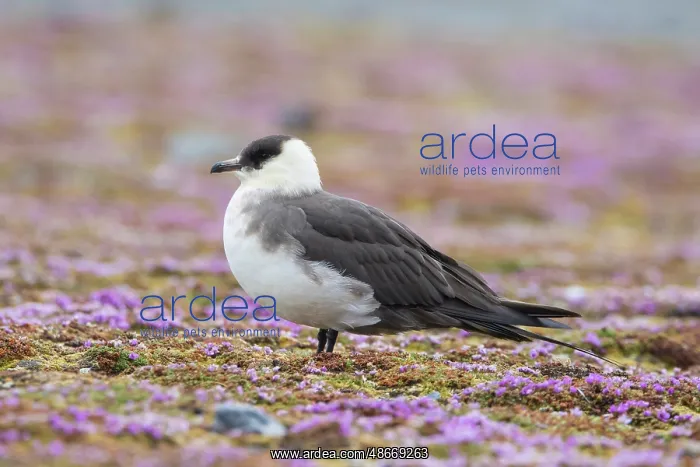  : Arctic Skua 29