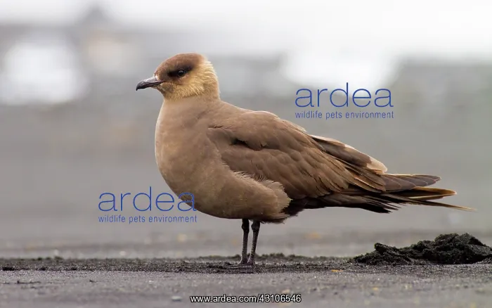 : Arctic Skua : Arctic Skua