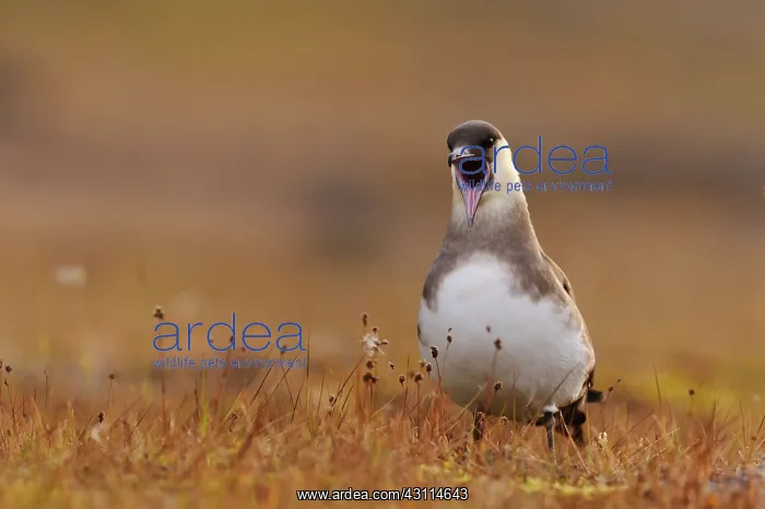 : Arctic Skua : Arctic Skua