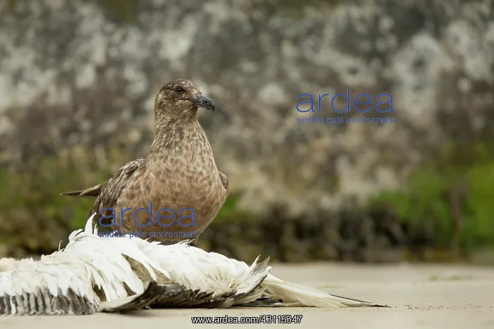: Arctic Skua : Arctic Skua
