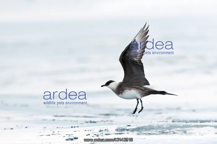 : Arctic Skua : Arctic Skua