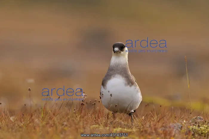 : Arctic Skua : Arctic Skua