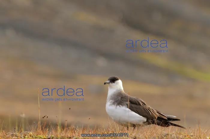: Arctic Skua : Arctic Skua