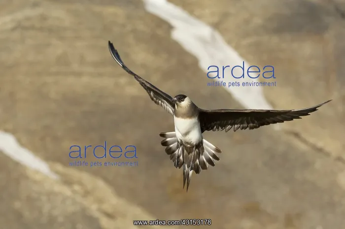 : Arctic Skua : Arctic Skua