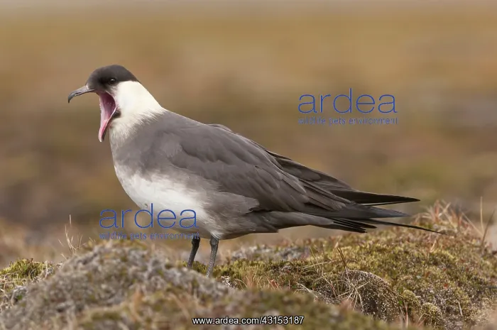 : Arctic Skua : Arctic Skua