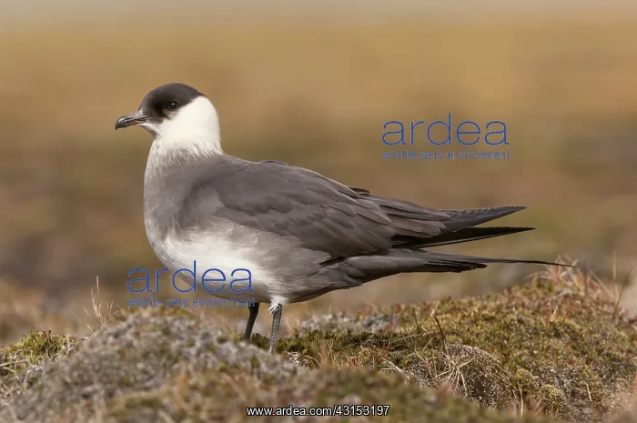 : Arctic Skua : Arctic Skua