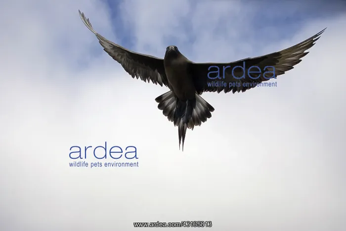 : Arctic Skua : Arctic Skua