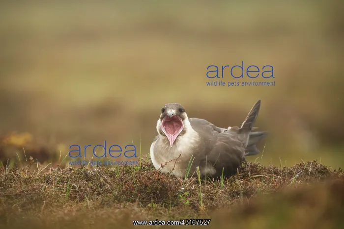 : Arctic Skua : Arctic Skua