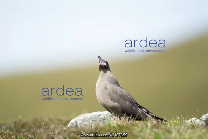 : Arctic Skua