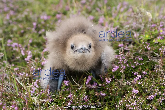 : Arctic Skua : Arctic Skua
