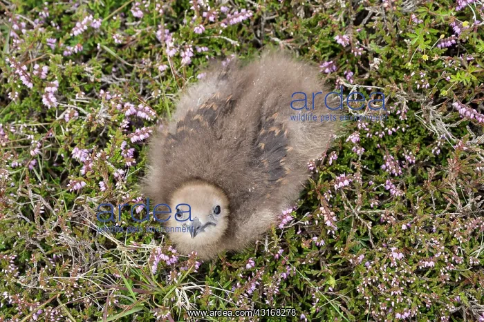 : Arctic Skua : Arctic Skua
