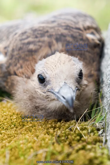 : Arctic Skua : Arctic Skua