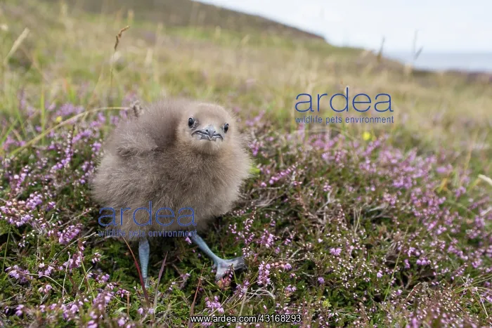 : Arctic Skua : Arctic Skua
