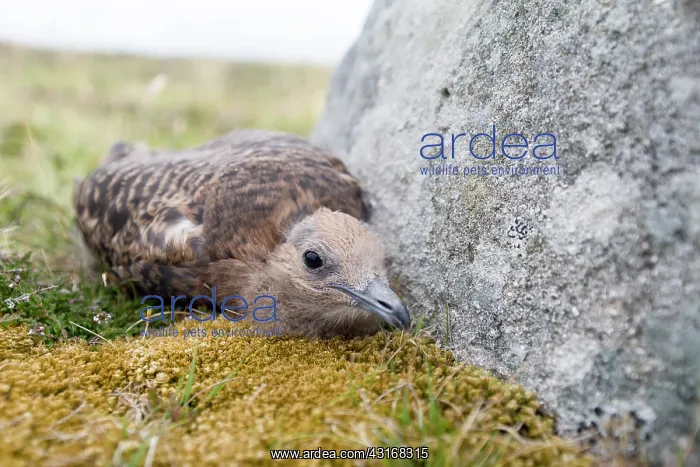 : Arctic Skua : Arctic Skua