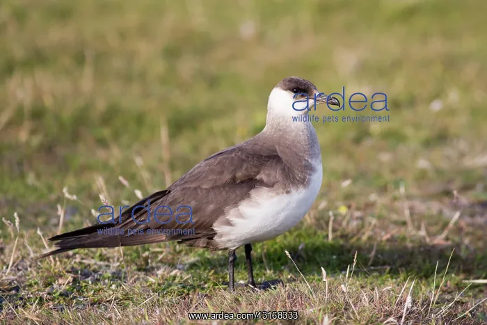  : Arctic Skua