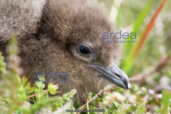: Arctic Skua : Arctic Skua
