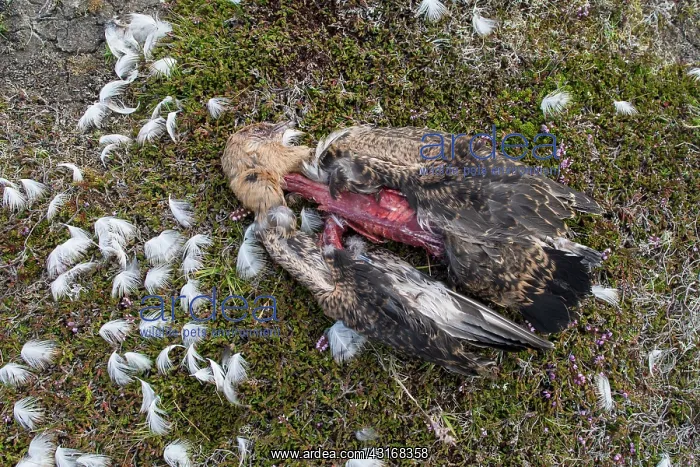 : Arctic Skua : Arctic Skua