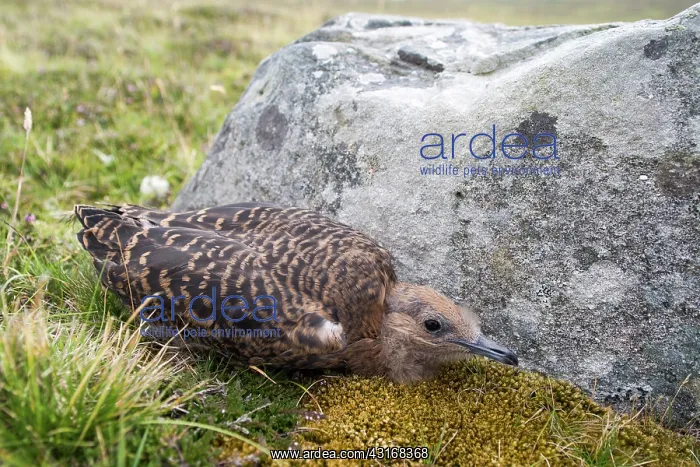 : Arctic Skua : Arctic Skua