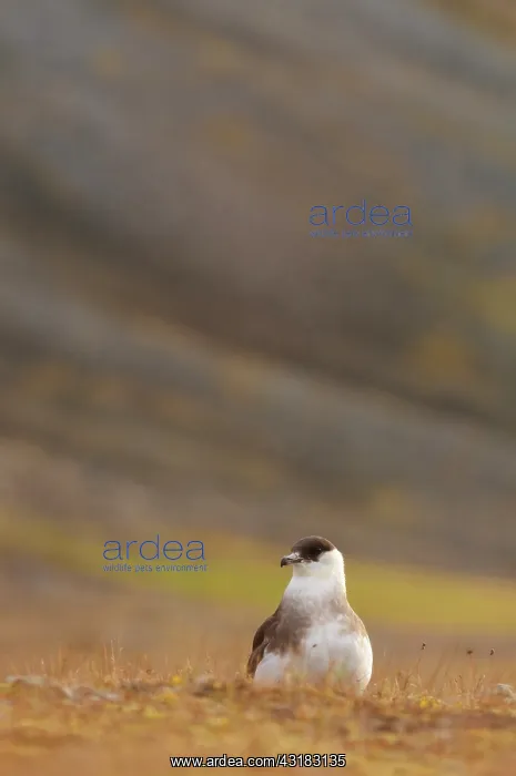 : Arctic Skua : Arctic Skua