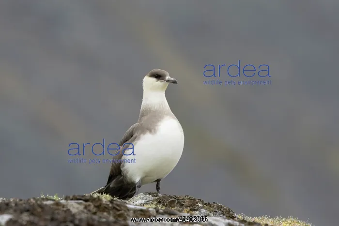 : Arctic Skua - adult bird - Norway : Arctic Skua - adult bird - Norway