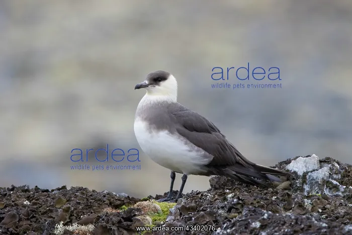 : Arctic Skua - adult bird - Norway : Arctic Skua - adult bird - Norway