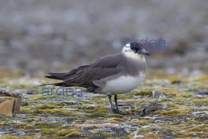 : Arctic Skua - adult bird - Svalbard, Norway : Arctic Skua - adult bird - Svalbard, Norway