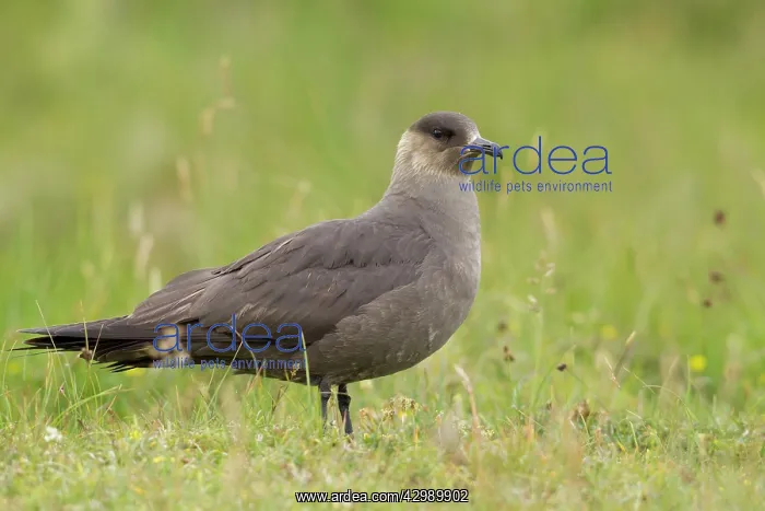 : Arctic Skua - ( dark form ) : Arctic Skua - ( dark form )